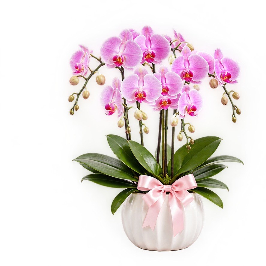 Lan hồ điệp hồng trong chậu sứ trắng